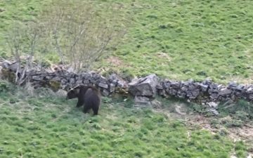 Oso pardo salvaje avistado en el Parque Natural de Somiedo Asturias